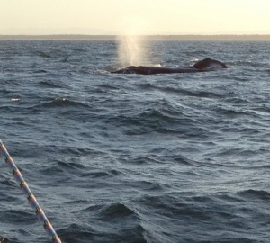 Whales off Bribie
